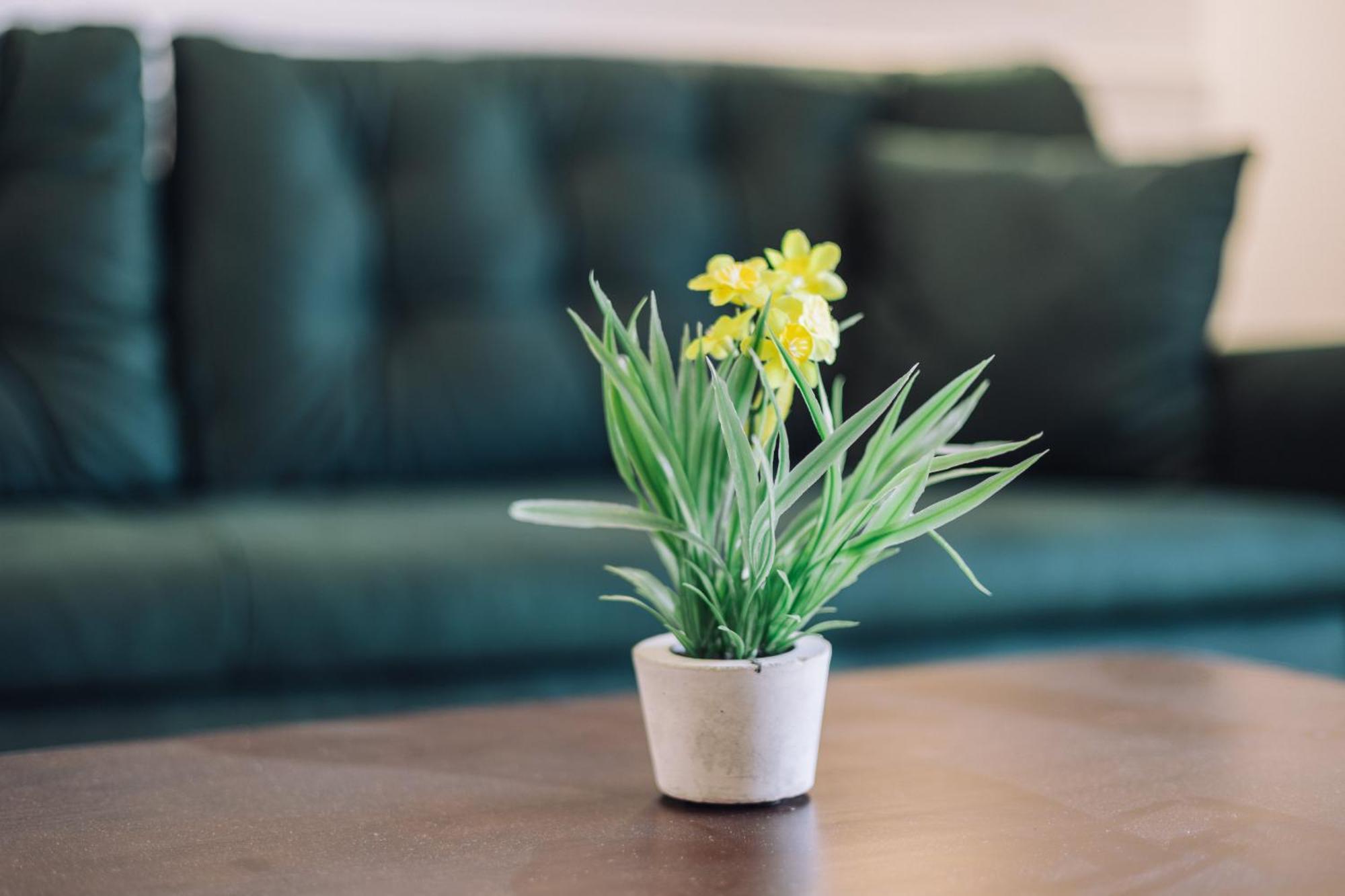 אולסינץ' Barba Apartments מראה חיצוני תמונה
